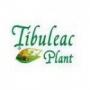 Tibuleac Plant